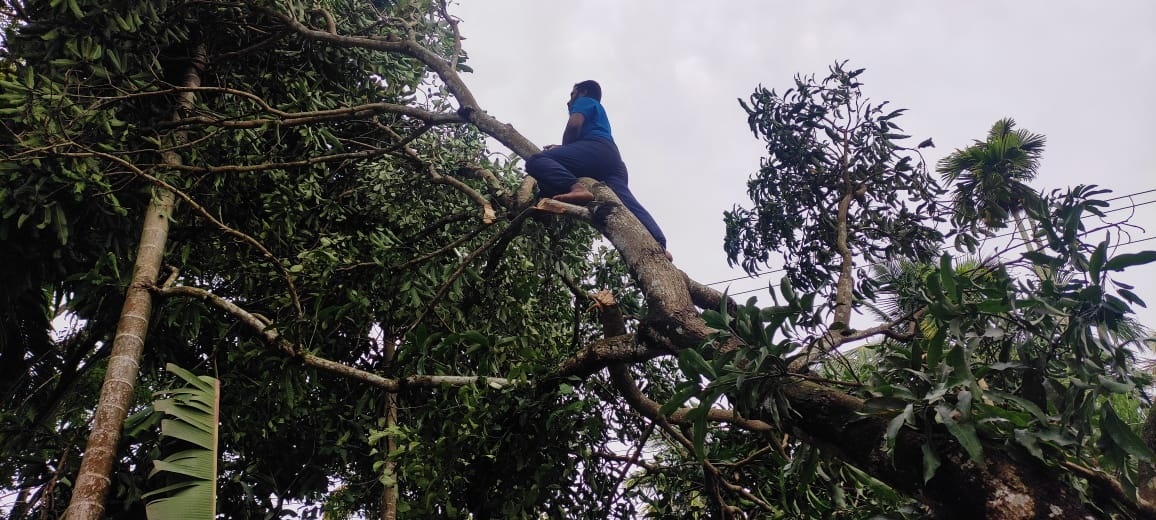 വീടിനെ അപകടത്തിലാക്കി ചാഞ്ഞ് മരം, രക്ഷയ്ക്ക് എസ്എഫ്‌ഐ പ്രവര്‍ത്തകര്‍- ചിത്രങ്ങളിലൂടെ