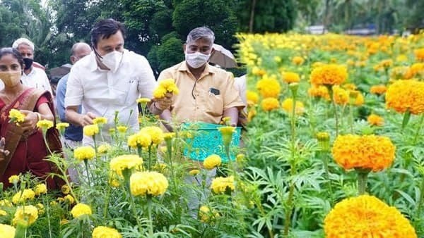 ഓണാഘോഷത്തിന് മറുനാടന്‍ പൂക്കള്‍ വേണ്ട; മലപ്പുറത്തുണ്ട് കണ്ണഞ്ചിപ്പിക്കുന്ന പൂക്കൃഷി- ചിത്രങ്ങള്‍ കാണാം