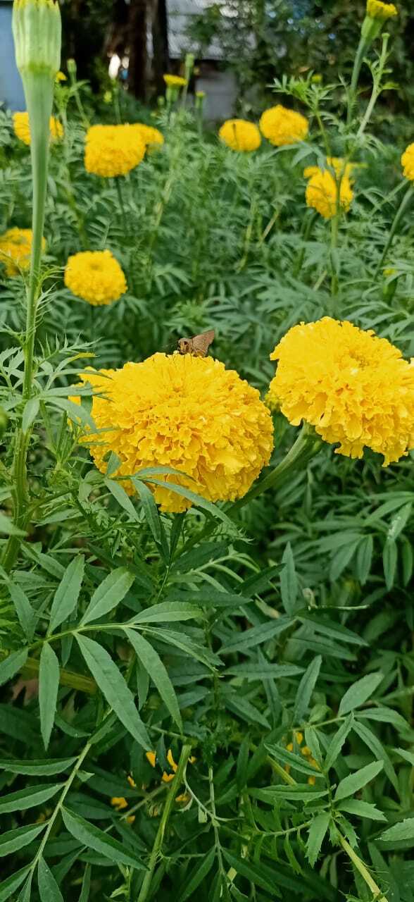 ഓണാഘോഷത്തിന് മറുനാടന്‍ പൂക്കള്‍ വേണ്ട; മലപ്പുറത്തുണ്ട് കണ്ണഞ്ചിപ്പിക്കുന്ന പൂക്കൃഷി- ചിത്രങ്ങള്‍ കാണാം