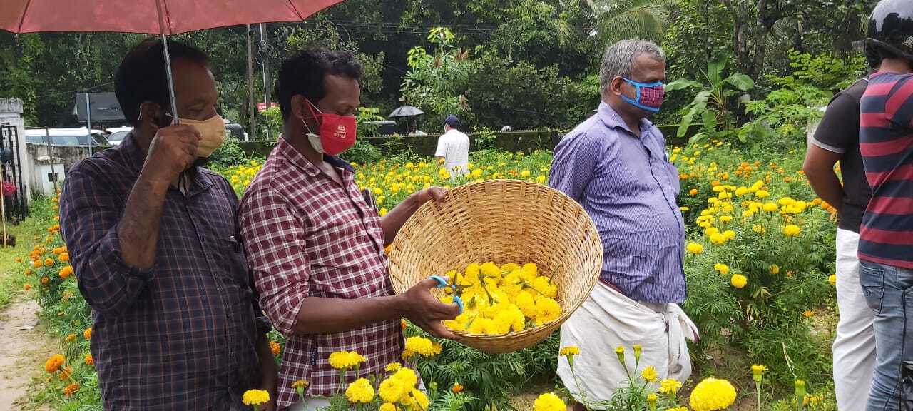 ഓണാഘോഷത്തിന് മറുനാടന്‍ പൂക്കള്‍ വേണ്ട; മലപ്പുറത്തുണ്ട് കണ്ണഞ്ചിപ്പിക്കുന്ന പൂക്കൃഷി- ചിത്രങ്ങള്‍ കാണാം