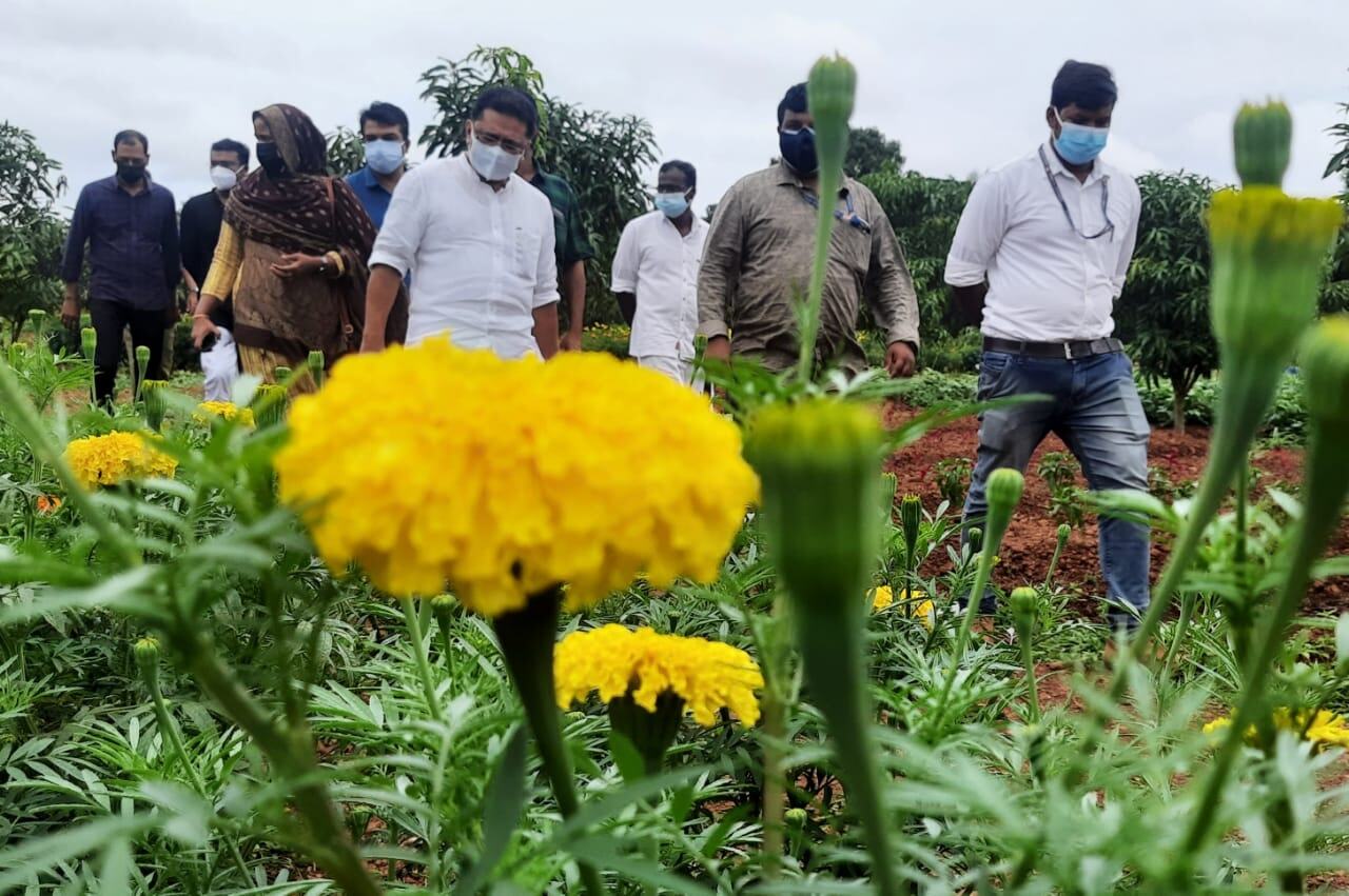 ഓണാഘോഷത്തിന് മറുനാടന്‍ പൂക്കള്‍ വേണ്ട; മലപ്പുറത്തുണ്ട് കണ്ണഞ്ചിപ്പിക്കുന്ന പൂക്കൃഷി- ചിത്രങ്ങള്‍ കാണാം