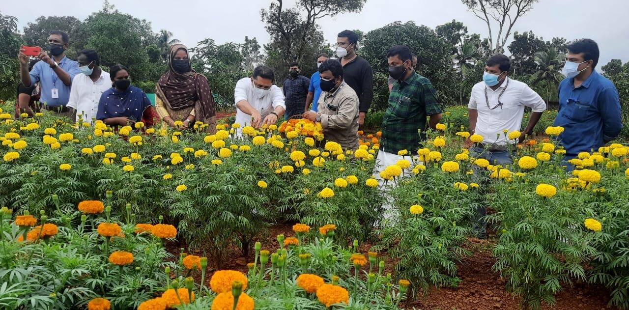 ഓണാഘോഷത്തിന് മറുനാടന്‍ പൂക്കള്‍ വേണ്ട; മലപ്പുറത്തുണ്ട് കണ്ണഞ്ചിപ്പിക്കുന്ന പൂക്കൃഷി- ചിത്രങ്ങള്‍ കാണാം