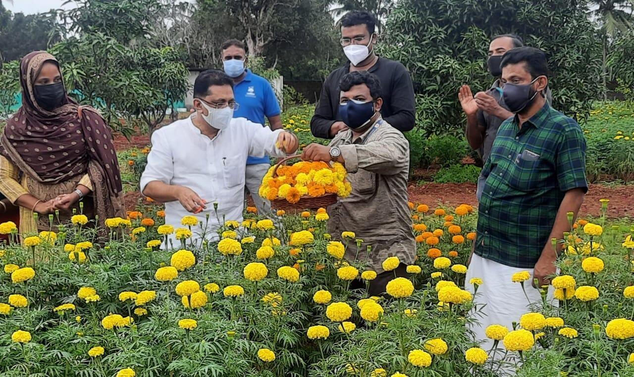 ഓണാഘോഷത്തിന് മറുനാടന്‍ പൂക്കള്‍ വേണ്ട; മലപ്പുറത്തുണ്ട് കണ്ണഞ്ചിപ്പിക്കുന്ന പൂക്കൃഷി- ചിത്രങ്ങള്‍ കാണാം