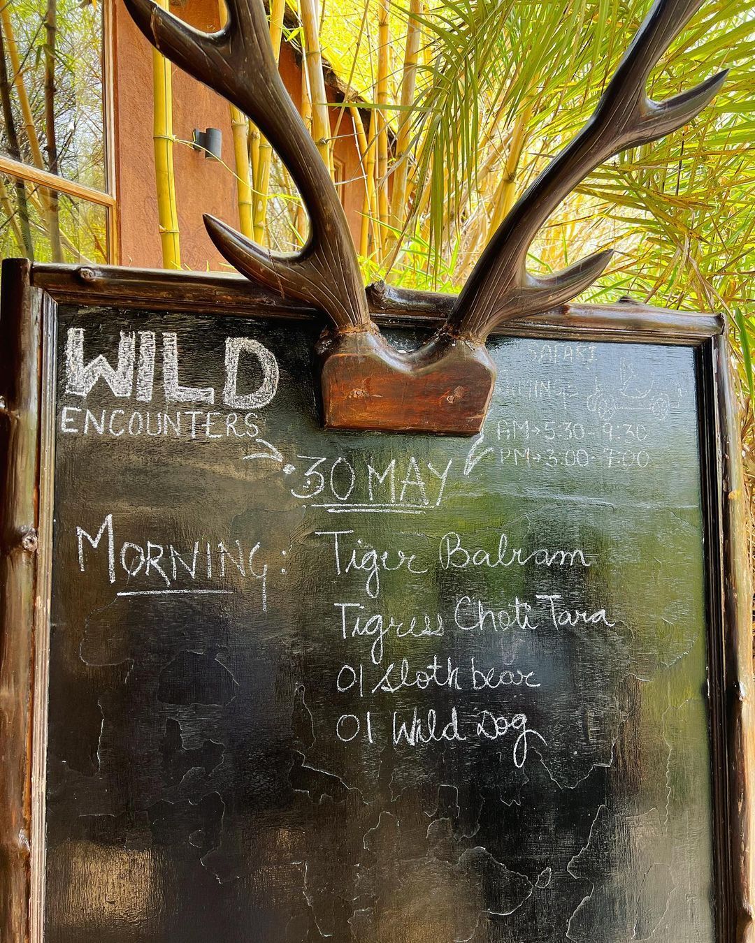 കടുവയോടാണോ കളി; മാളവികയുടെ തഡോബ സഫാരി കൊള്ളാം, ജീനിയസെന്ന് ആരാധകര്‍, ഏറ്റവും പുതിയ ചിത്രങ്ങള്‍ വൈറല്‍