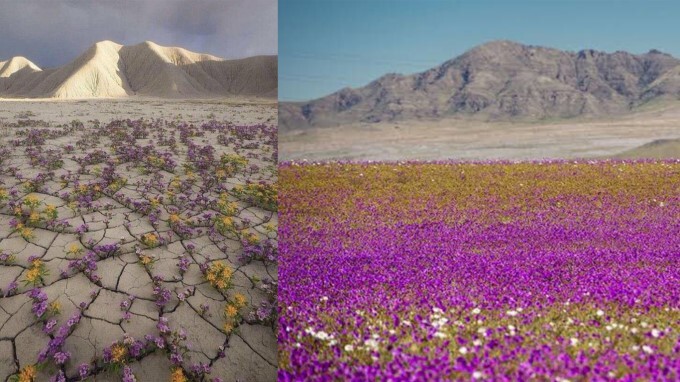 Atacama Desert Experiences Rare Flower Bloom