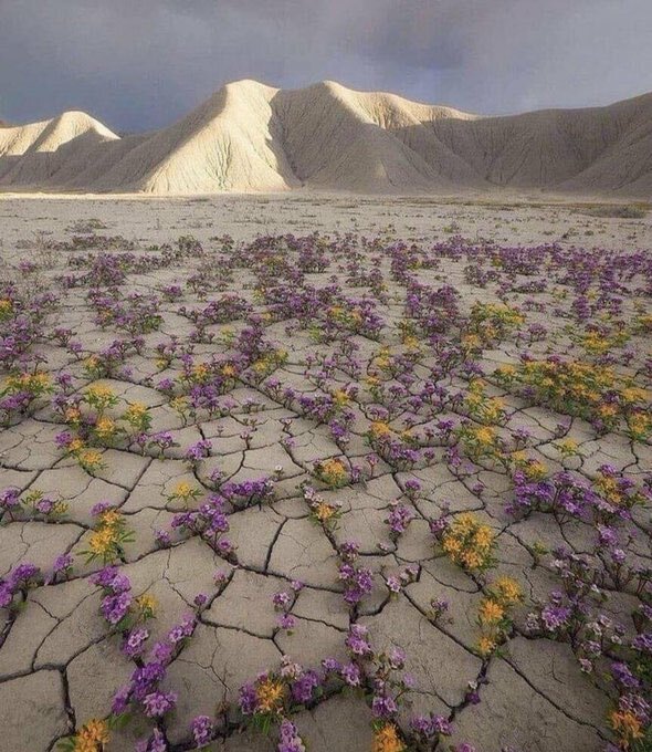 Atacama Desert Experiences Rare Flower Bloom