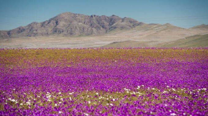 Atacama Desert Experiences Rare Flower Bloom