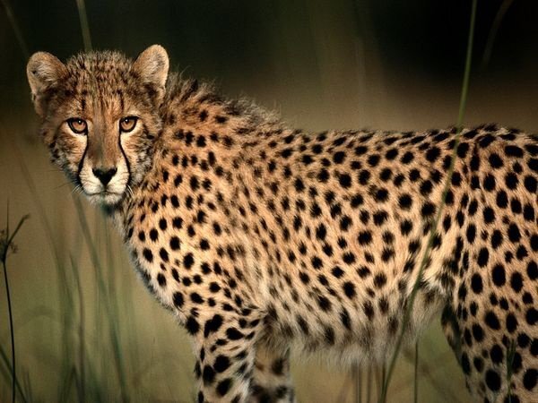 Types Of Cheetah Across The World