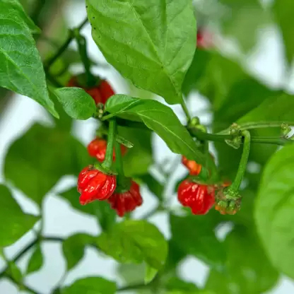 Top 5 Most Spicy Chili Peppers In The World