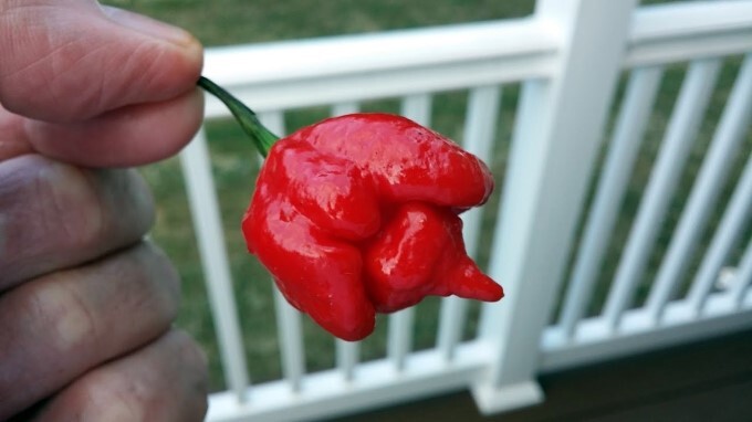 Top 5 Most Spicy Chili Peppers In The World