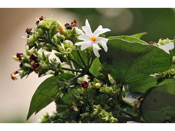 ദാരിദ്ര്യത്തെ പറപറപ്പിക്കാം, ഈ ചെടി വീട്ടുമുറ്റത്ത് നട്ടാല്‍ സംഭവിക്കും മാറ്റങ്ങള്‍ 