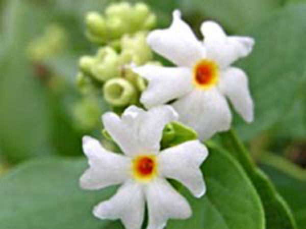 ദാരിദ്ര്യത്തെ പറപറപ്പിക്കാം, ഈ ചെടി വീട്ടുമുറ്റത്ത് നട്ടാല്‍ സംഭവിക്കും മാറ്റങ്ങള്‍ 