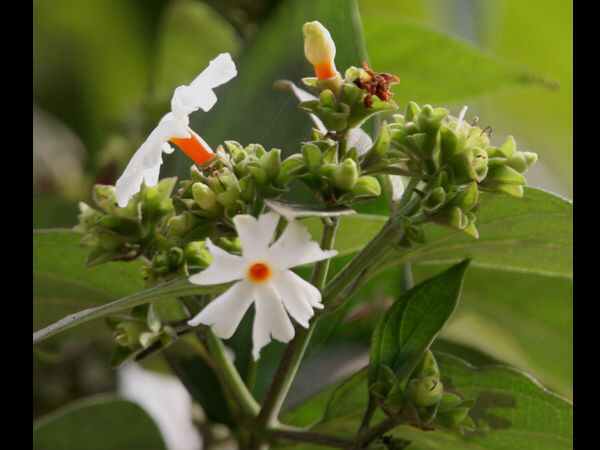 ദാരിദ്ര്യത്തെ പറപറപ്പിക്കാം, ഈ ചെടി വീട്ടുമുറ്റത്ത് നട്ടാല്‍ സംഭവിക്കും മാറ്റങ്ങള്‍ 
