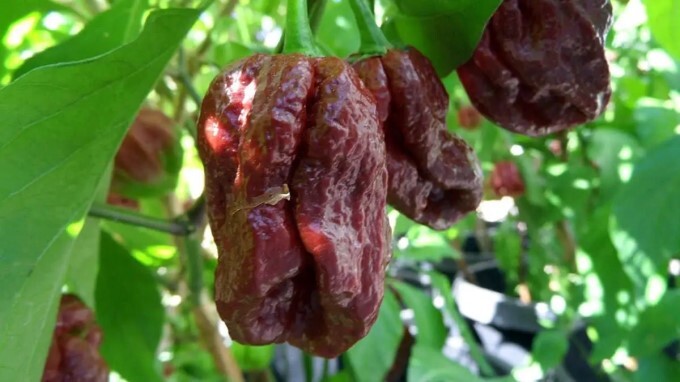 Top 5 Most Spicy Chili Peppers In The World