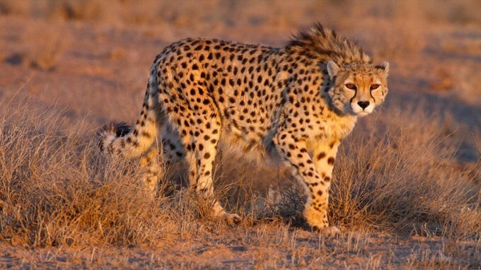 Types Of Cheetah Across The World
