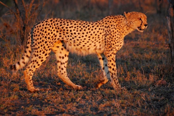 Types Of Cheetah Across The World