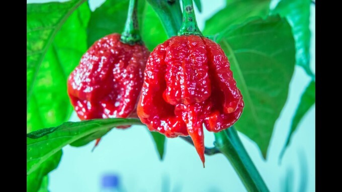 Top 5 Most Spicy Chili Peppers In The World