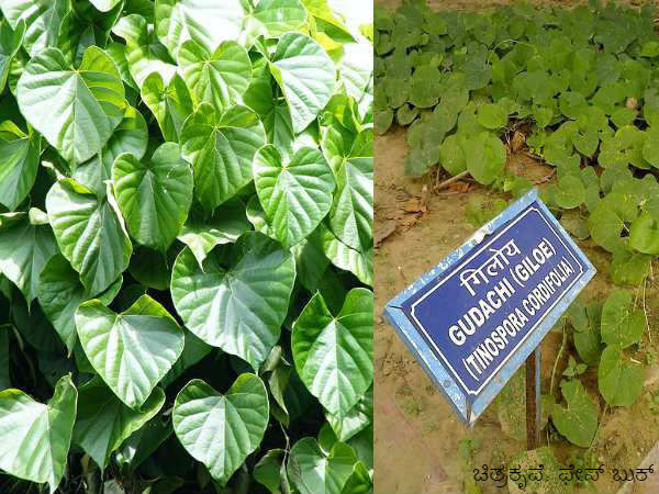 ಪ್ಲೇಟ್‌ಲೆಟ್‌ ಕಡಿಮೆ ಇದೆಯೇ? ಪ್ಲೇಟ್‌ಲೆಟ್‌ಗಳ ಸಂಖ್ಯೆ ಹೆಚ್ಚಲು  ಈ ಆಹಾರ ಸೇವಿಸಿ