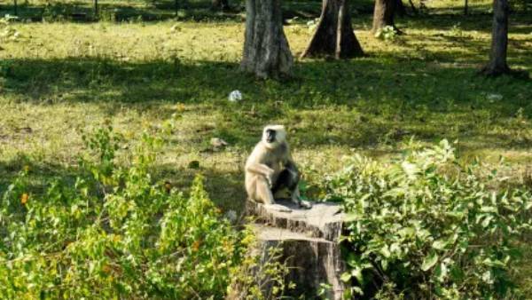 സഫാരി റൈഡിന് റെഡിയായിക്കോളൂ; വരുന്നത് ഷാര്‍ജയെ വെല്ലുന്ന സഫാരി പാര്‍ക്ക്, വിവരങ്ങള്‍ അറിയാം