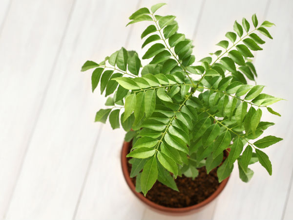 ദീർഘനാൾ കറിവേപ്പില കേടുവരാതെ സൂക്ഷിക്കാൻ ആകുമോ? ഇതാ ചില പൊടിക്കൈകൾ... 