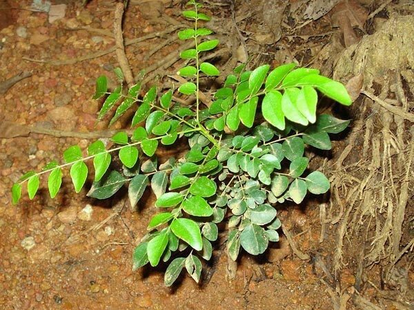 ദീർഘനാൾ കറിവേപ്പില കേടുവരാതെ സൂക്ഷിക്കാൻ ആകുമോ? ഇതാ ചില പൊടിക്കൈകൾ... 