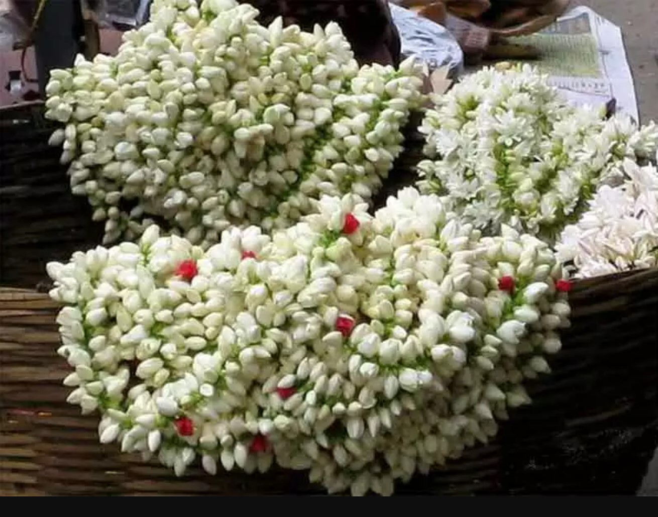 PHOTOS : உங்களுக்கு தெரியுமா? முதல் இரவில் ஏன் மல்லிகை பூ பயன்படுத்துகிறார்கள்.. காரணத்தை கேட்டால் அசந்து போவீங்க.. 