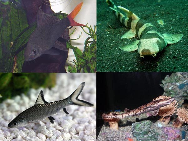 ഈ ഭാഗത്ത് അക്വേറിയം വെച്ചാല്‍ വീട്ടില്‍ കലഹം: പിന്നെ എവിടെ വെക്കണം, വാസ്തു പറയുന്നത് കേള്‍ക്കാം