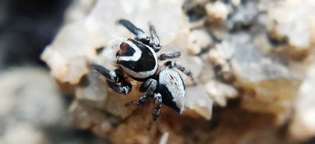 Ladhani Insect ನಂದಿ ಬೆಟ್ಟದ ತಪ್ಪಲಿನ ಪತ್ತೆಯಾದ ಹೊಸ ಜೇಡ ಪ್ರಭೇದ 'ಅರ್ಕಾವತಿ' | A New Species ...