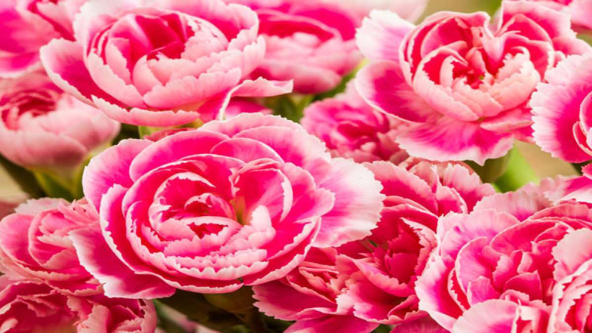 Astrology: കുംഭം രാശിക്കാർക്ക് റോസാപ്പൂ പറ്റില്ല, മീനം കാർക്ക് ആമ്പല്‍പ്പൂ ഭാഗ്യം കൊണ്ട് വരും: അറിയാം രാശിപ്പൂക്കള്‍