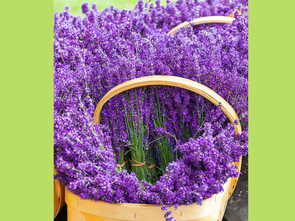 Astrology: കുംഭം രാശിക്കാർക്ക് റോസാപ്പൂ പറ്റില്ല, മീനം കാർക്ക് ആമ്പല്‍പ്പൂ ഭാഗ്യം കൊണ്ട് വരും: അറിയാം രാശിപ്പൂക്കള്‍