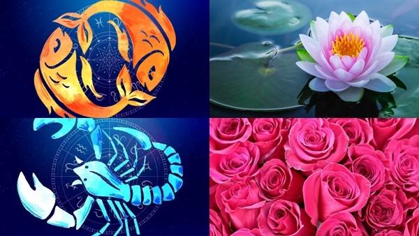 Astrology: കുംഭം രാശിക്കാർക്ക് റോസാപ്പൂ പറ്റില്ല, മീനം കാർക്ക് ആമ്പല്‍പ്പൂ ഭാഗ്യം കൊണ്ട് വരും: അറിയാം രാശിപ്പൂക്കള്‍