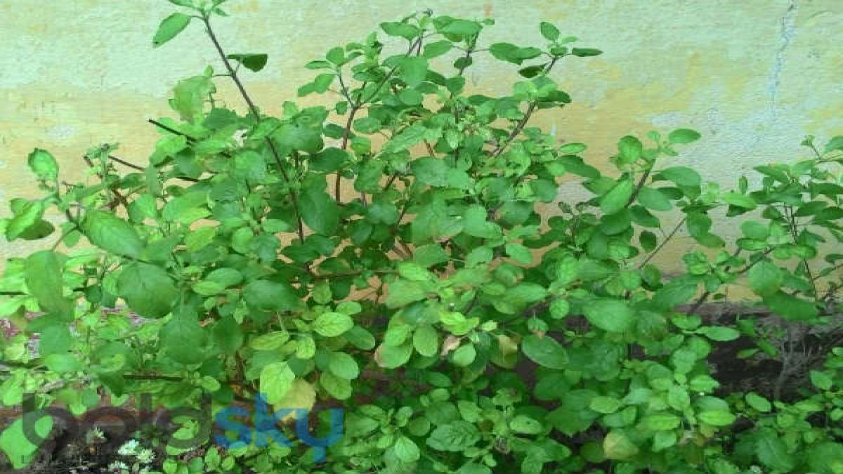Vastu Tips for Tulsi: വീട്ടില്‍ സമാധാനവും ഐശ്വര്യവും വരാന്‍ ഒരു തുളസി ചെടി മതി; പക്ഷേ നടേണ്ടത് പോലെ നടണം