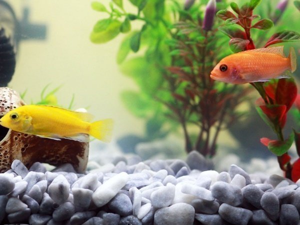  Vastu Tips of aquarium: നിസ്സാരക്കാരല്ല ഗപ്പിയും എഞ്ചലുമൊന്നു: അല്‍പം ശ്രദ്ധിച്ചാല്‍ വീട്ടില്‍ ഭാഗ്യം പൂത്തുലയും,