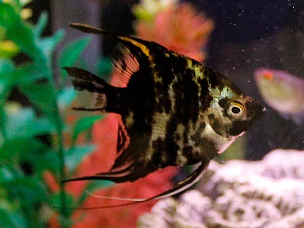  Vastu Tips of aquarium: നിസ്സാരക്കാരല്ല ഗപ്പിയും എഞ്ചലുമൊന്നു: അല്‍പം ശ്രദ്ധിച്ചാല്‍ വീട്ടില്‍ ഭാഗ്യം പൂത്തുലയും,