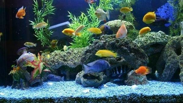  Vastu Tips of aquarium: നിസ്സാരക്കാരല്ല ഗപ്പിയും എഞ്ചലുമൊന്നു: അല്‍പം ശ്രദ്ധിച്ചാല്‍ വീട്ടില്‍ ഭാഗ്യം പൂത്തുലയും,