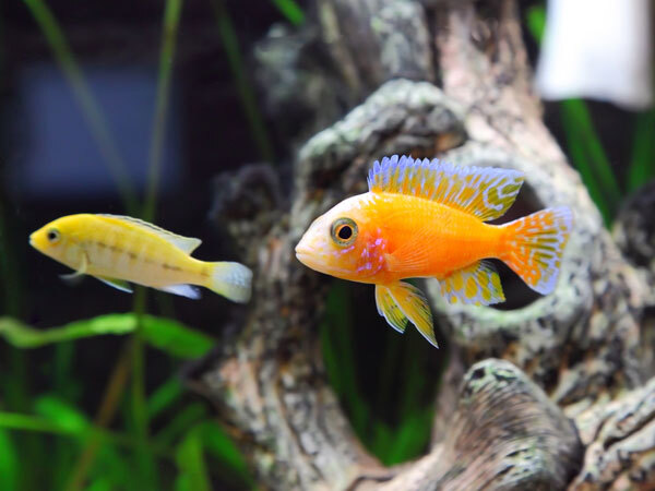  Vastu Tips of aquarium: നിസ്സാരക്കാരല്ല ഗപ്പിയും എഞ്ചലുമൊന്നു: അല്‍പം ശ്രദ്ധിച്ചാല്‍ വീട്ടില്‍ ഭാഗ്യം പൂത്തുലയും,