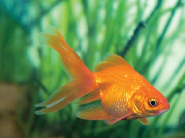  Vastu Tips of aquarium: നിസ്സാരക്കാരല്ല ഗപ്പിയും എഞ്ചലുമൊന്നു: അല്‍പം ശ്രദ്ധിച്ചാല്‍ വീട്ടില്‍ ഭാഗ്യം പൂത്തുലയും,