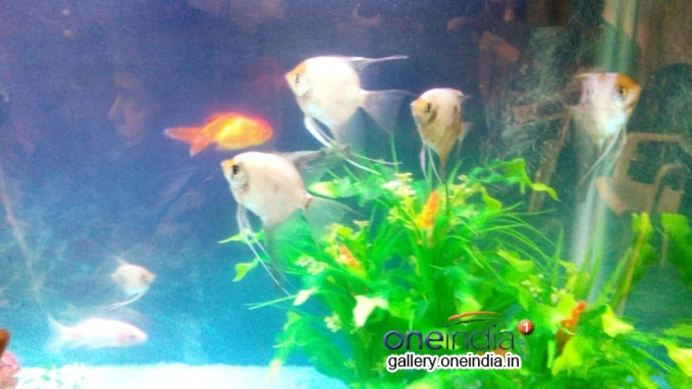  Vastu Tips of aquarium: നിസ്സാരക്കാരല്ല ഗപ്പിയും എഞ്ചലുമൊന്നു: അല്‍പം ശ്രദ്ധിച്ചാല്‍ വീട്ടില്‍ ഭാഗ്യം പൂത്തുലയും,
