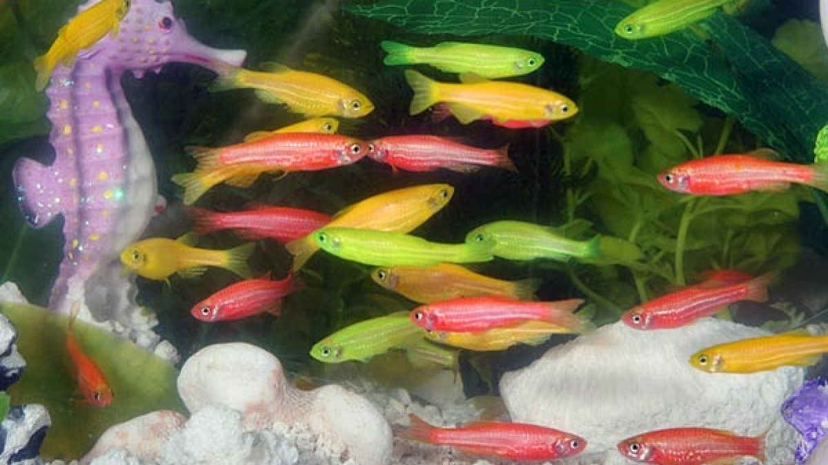  Vastu Tips of aquarium: നിസ്സാരക്കാരല്ല ഗപ്പിയും എഞ്ചലുമൊന്നു: അല്‍പം ശ്രദ്ധിച്ചാല്‍ വീട്ടില്‍ ഭാഗ്യം പൂത്തുലയും,