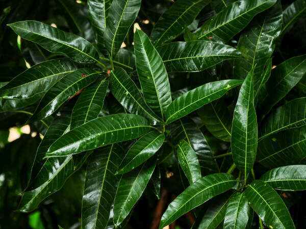 Hair Care: നാല് മാവില എടുക്കാനുണ്ടോ, എങ്കില്‍ നിങ്ങളുടെ മുടി മുട്ടറ്റം മുട്ടും, നരയും മാറും