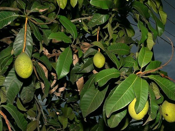 Hair Care: നാല് മാവില എടുക്കാനുണ്ടോ, എങ്കില്‍ നിങ്ങളുടെ മുടി മുട്ടറ്റം മുട്ടും, നരയും മാറും