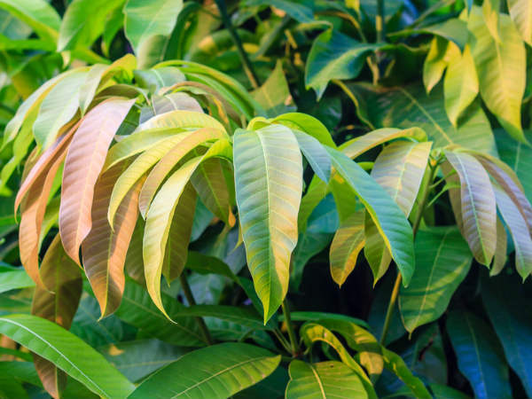 Hair Care: നാല് മാവില എടുക്കാനുണ്ടോ, എങ്കില്‍ നിങ്ങളുടെ മുടി മുട്ടറ്റം മുട്ടും, നരയും മാറും