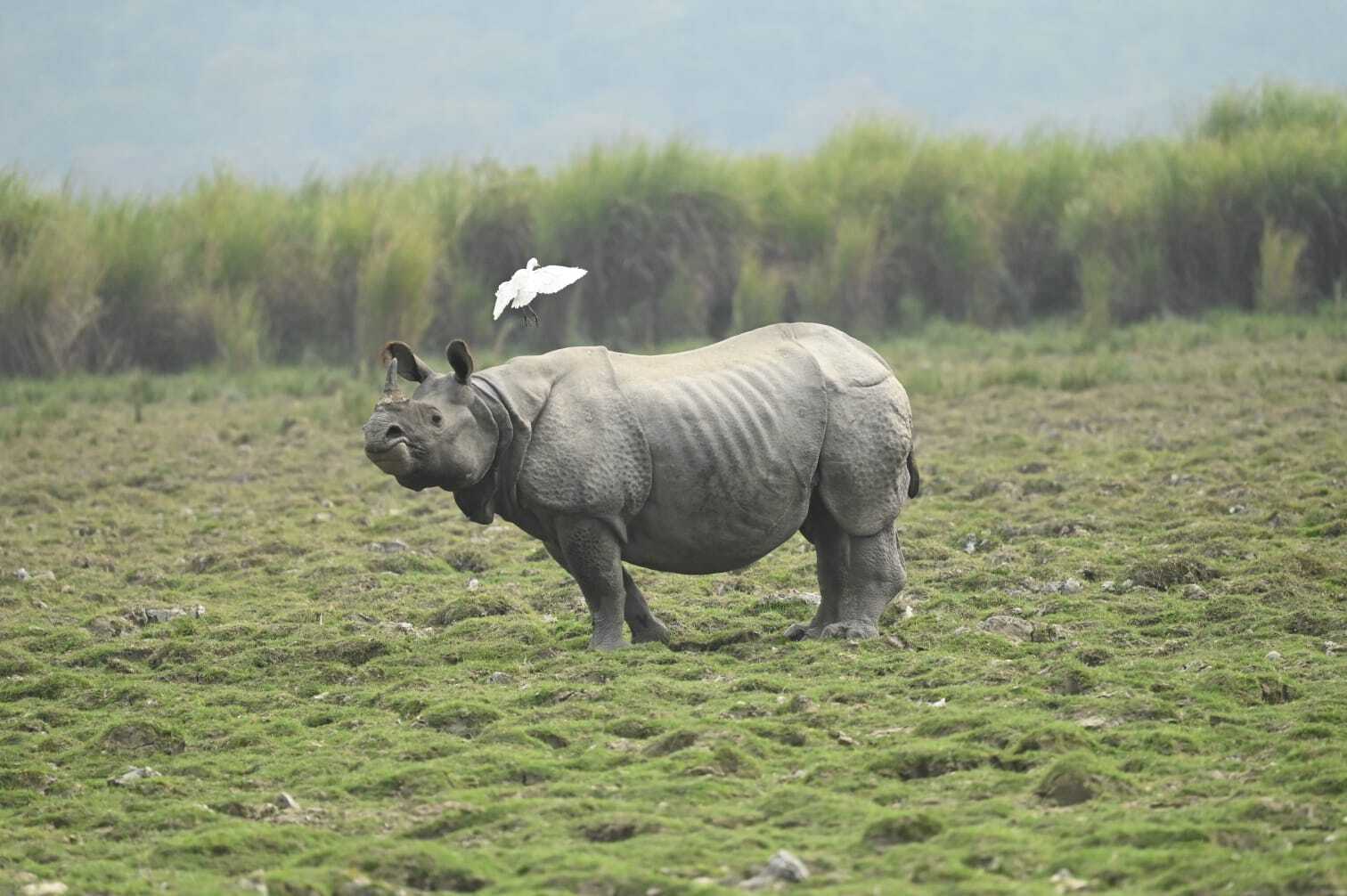 Spectacular Visit To Kaziranga National Park Assam