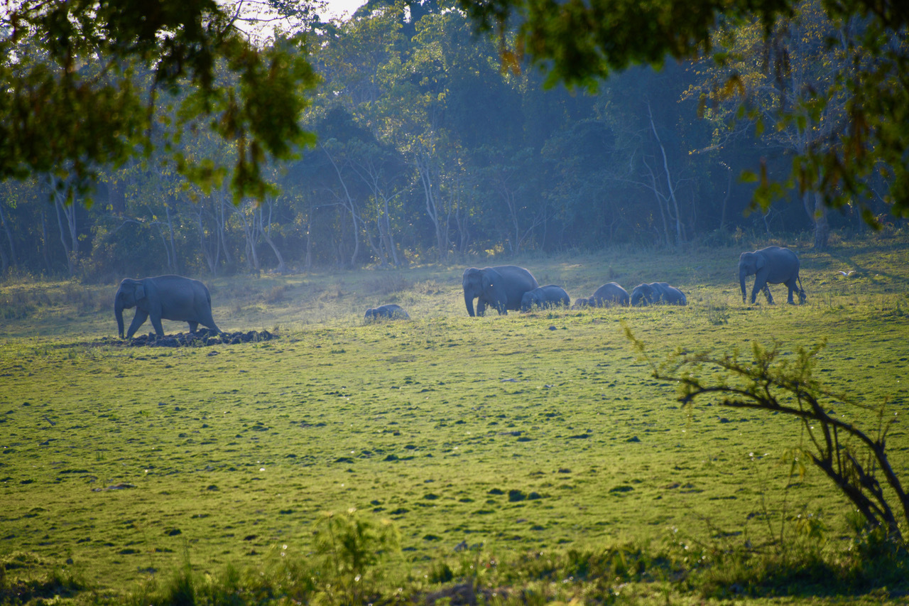 Spectacular Visit To Kaziranga National Park Assam