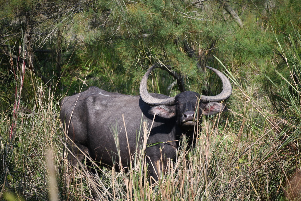 Spectacular Visit To Kaziranga National Park Assam