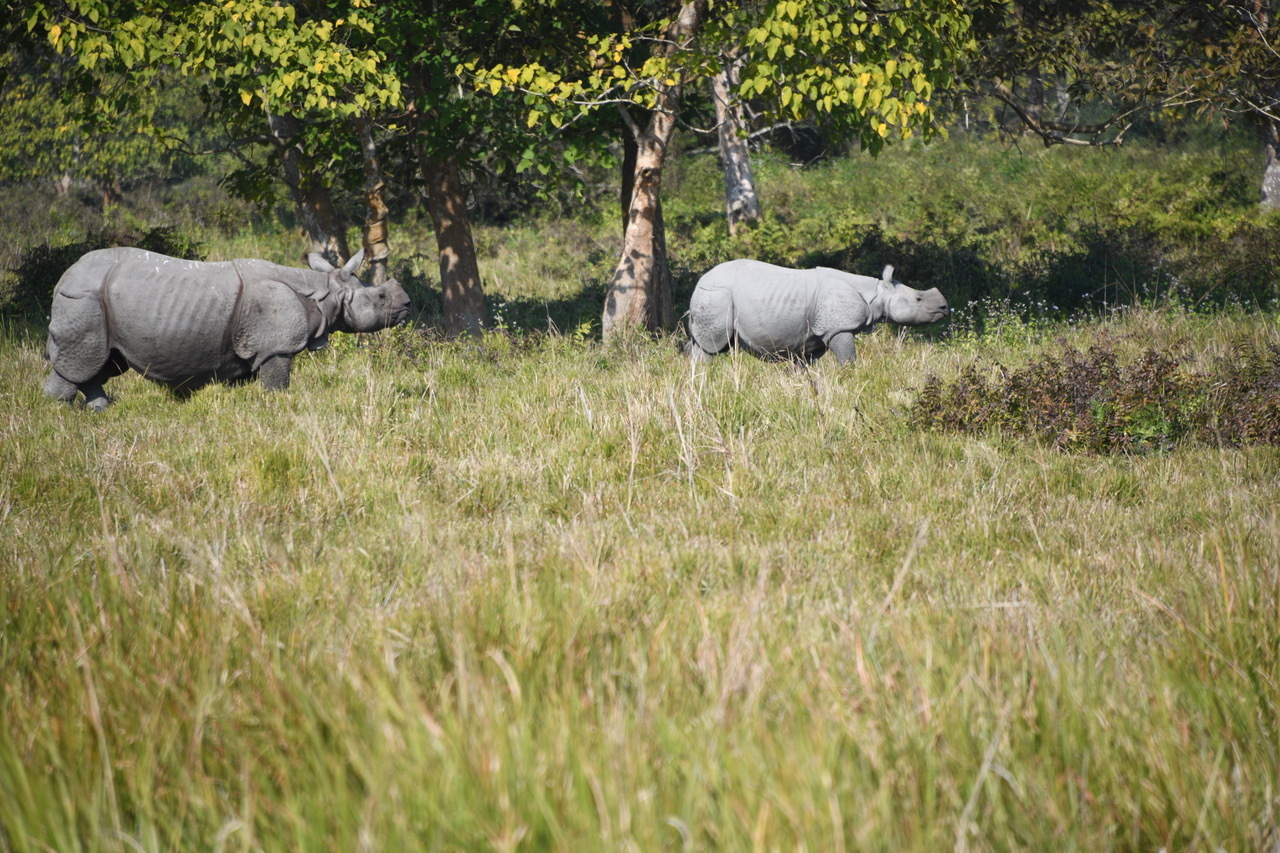 Spectacular Visit To Kaziranga National Park Assam