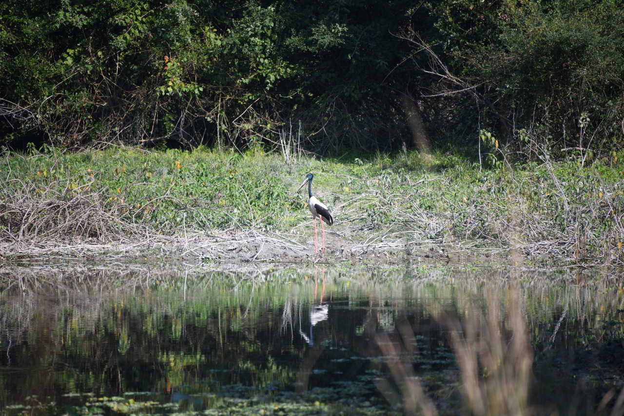 Spectacular Visit To Kaziranga National Park Assam