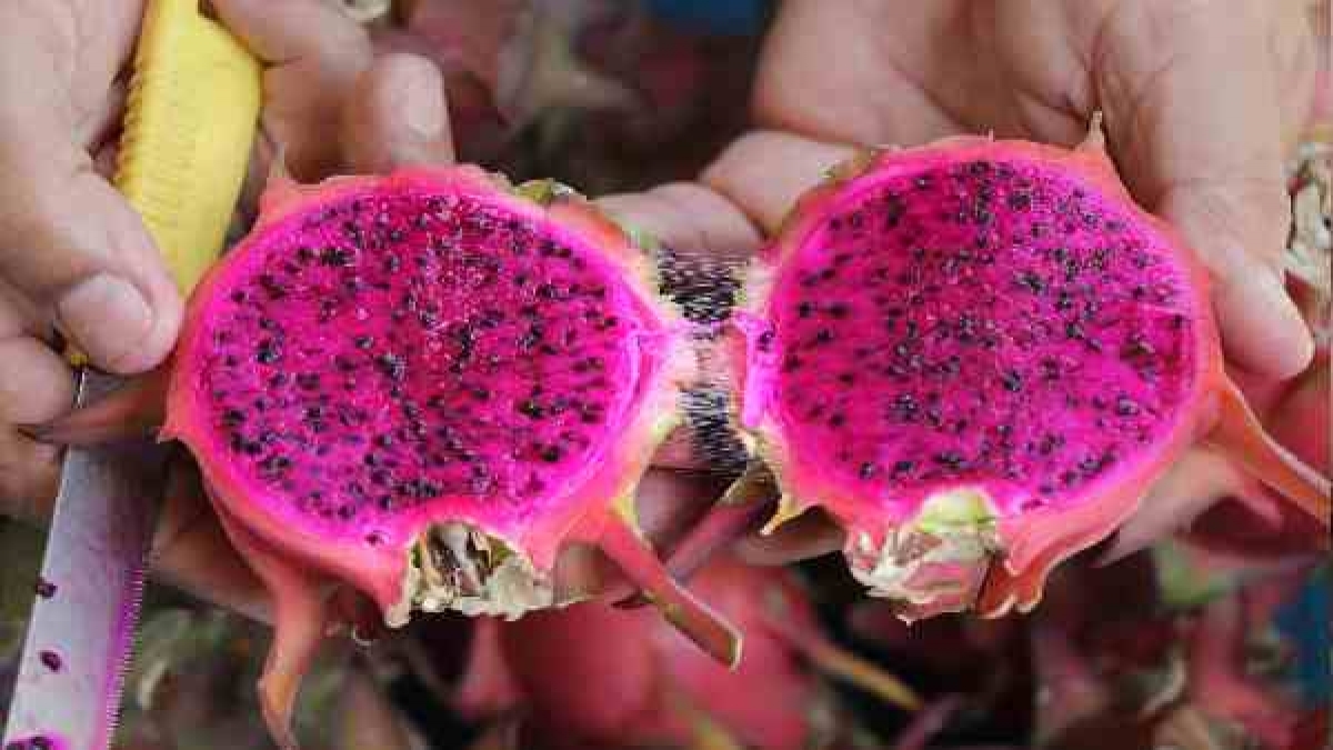 മധുരമില്ലെങ്കിലും ഡ്രാഗണ്‍ ഫ്രൂട്ട് വിട്ട് കളയരുതെ: നിങ്ങള്‍ക്ക് നല്‍കും 'അടിമുടി' ഗുണങ്ങള്‍