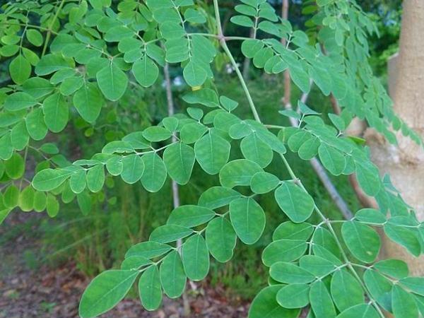 ഈ ഗുണങ്ങള്‍ അറിഞ്ഞാല്‍ നിങ്ങള്‍ ഒരിക്കലും മുരിങ്ങ കഴിക്കാതിരിക്കില്ല: അറിയാം അത്ഭുത നേട്ടങ്ങള്‍‌