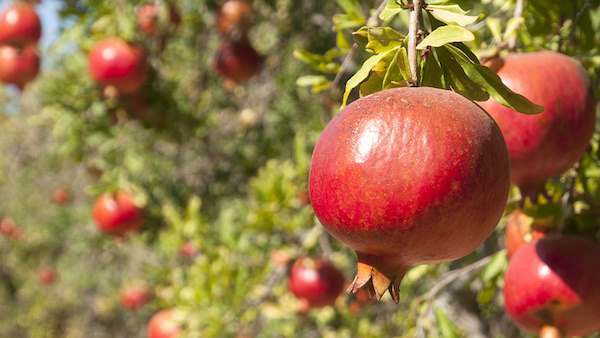 anar; കഴിച്ചാൽ പലതുണ്ട് ഗുണം; നീര് തലമുടിയിലും പുരട്ടാം